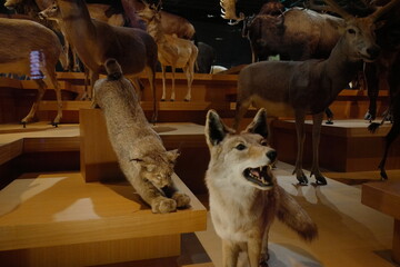 Striking Display of Various Taxidermy Animals Featuring Lynx and Fox in Naturalistic Museum Setting