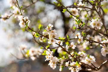 almond blossom branches