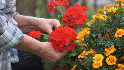 Close up elder gardener hands caring blossom red geraniums from flower bed filled with vibrant yellow marigolds. Showcasing care and attention given to maintaining beautiful garden. Hobbies in old age