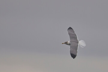 Azorean Yellow-legged Gull, a subspecies of the Yellow-legged Gull, (Larus michahellis atlantis), adult in flight, wings spread, Newlyn, Cornwall, UK.