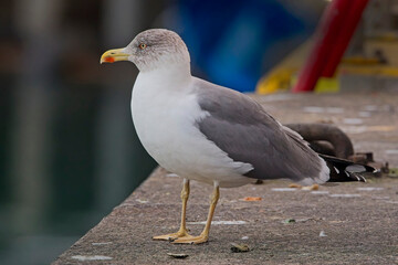 Azorean Yellow-legged Gull, a subspecies of the Yellow-legged Gull, (Larus michahellis atlantis), adult in Newlyn Harbour, Cornwall, UK.