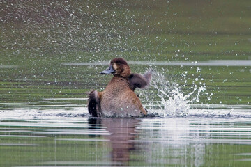 Greater Scaup (Aythya marila), female or juvenile bathing, Drift Reservoir, Cornwall, UK.