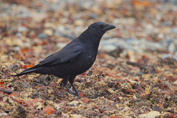 Carrion Crow (Corvus corone), on the beach at Marazion, Cornwall, UK.