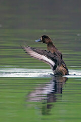 Greater Scaup (Aythya marila), female or juvenile wing stretching, Drift Reservoir, Cornwall, UK.
