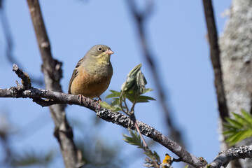 Ortolan Bunting