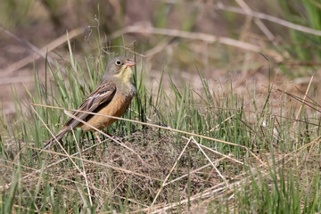 Ortolan Bunting