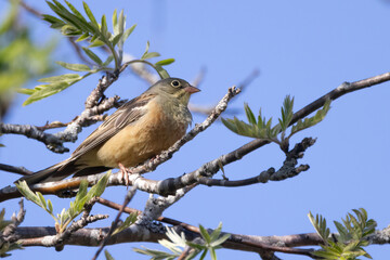 Ortolan Bunting