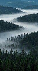 Obraz premium Ethereal forest veiled in atmospheric mist