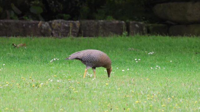 Ruddy headed goose walks and grazes on green grass