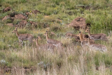 Naudes Nek Pass, Eastern Cape Highlands - Mountain Reedbuck herd Redunca fulvorufula