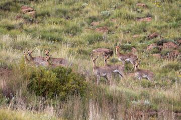 Naudes Nek Pass, Eastern Cape Highlands - Mountain Reedbuck herd Redunca fulvorufula