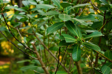 Yerba Mate Ilex paraguariensis plant with green leaves and buds
