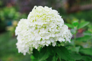 Dwarf Hydrangea Little Spooky White Blossoms