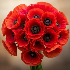 red poppy flower