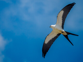 Swallow-tailed Kite In Flight