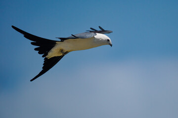 Obraz premium Swallow-tailed Kite In Flight