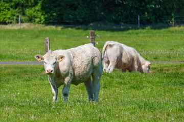 Obraz premium Weidende Kühe im Münsterland
