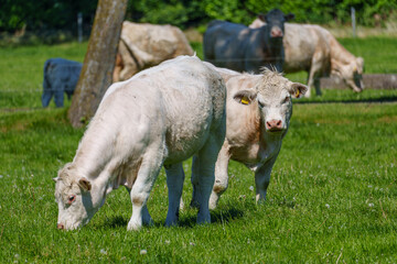 Weidende Kühe im Münsterland