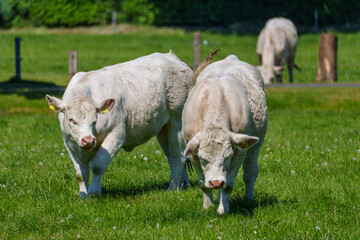 Weidende Kühe im Münsterland