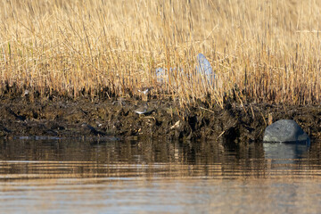 Common Sandpiper on the shore / Actitis hypoleucos