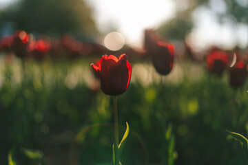 Roses in the sunlight