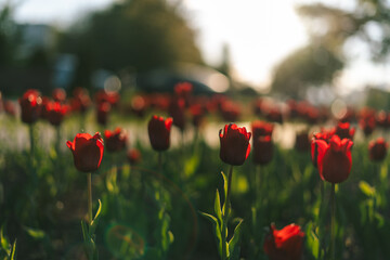 Roses in the sunlight