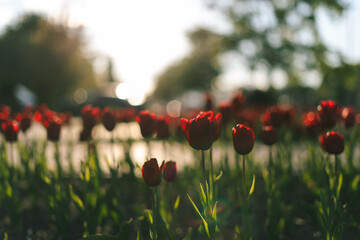 Roses in the sunlight