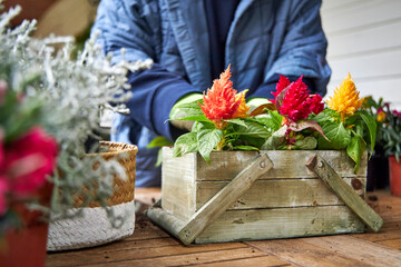 Woman in a blue jacket creating a floral arrangement with multicolored celosia seedlings in a...