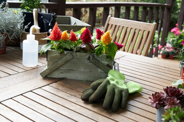 View of a composition with multicolored celosia seedlings in a box placed on a wooden table on a...