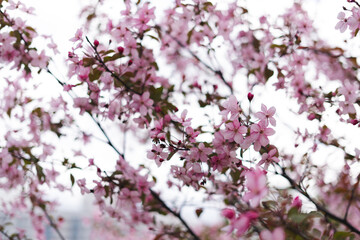 Beautiful apple blossoms