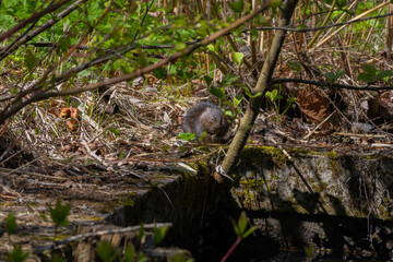 Wild water vole sat with hands together