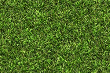 Lush green grass covering the ground.