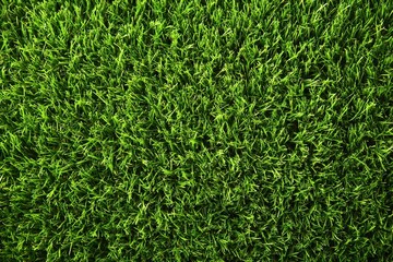 Lush green grass filling the entire frame.