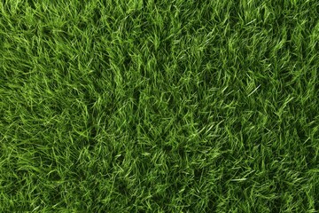 Lush green grass field view.