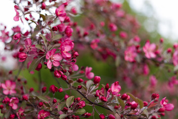 Beautiful apple blossoms
