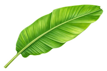 Obraz premium Vibrant Green Tropical Leaf Isolated on a Transparent Background