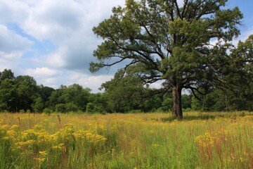 Obraz premium Vibrant Oak Savanna in Summer: A Lush Illinois Timberland Scene with Wildflowers and Grassy Plains