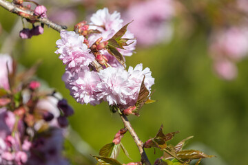 Close up of (prunus kanzan) cherry blossom
