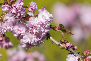 Close up of (prunus kanzan) cherry blossom