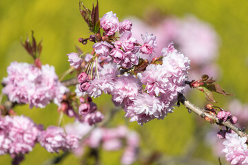 Close up of (prunus kanzan) cherry blossom
