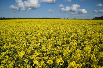 yellow rapeseed field