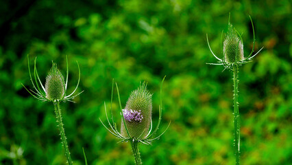 Wild Common Teasel in blossom