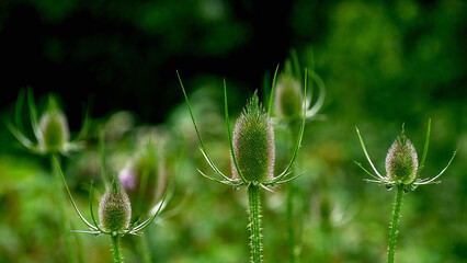 Wild Common Teasel in blossom