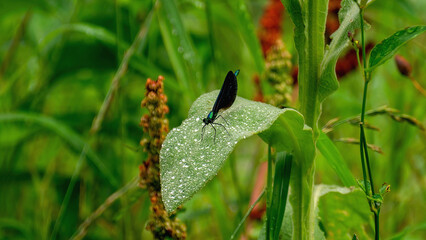 An ebony jewelwing is staying on a leaf with fully covered water droplets