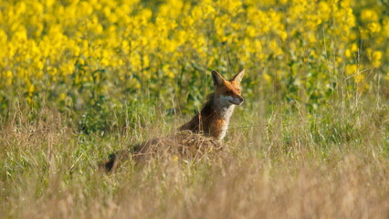 A fox stalks prey in green grass against a yellow rapeseed field. The red fox (Vulpes vulpes) is the largest of the true foxes and one of the most widely distributed members of the order Carnivora