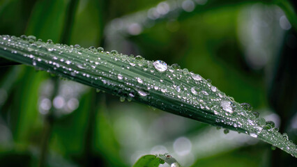 Dew on leaves