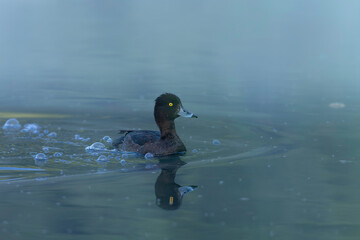 foggy morning - tufted duck (female)