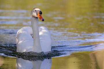 swan on the water