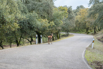 A confident young deer walks calmly along a lonely mountain road on a stormy autumn afternoon.