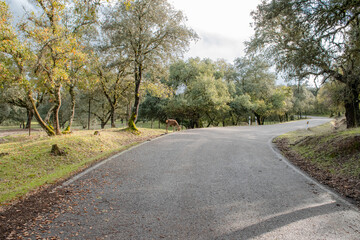 Autumnal mountain road with uneven surface and wild deer eating grass on the shoulder